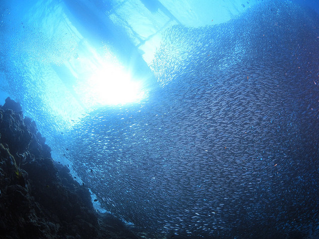 Sardins Storm in Moalboal