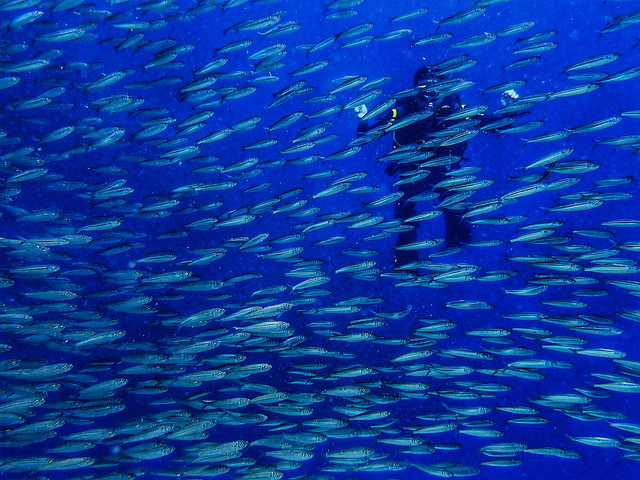 Sardins Storm in Moalboal