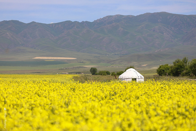 新疆花海