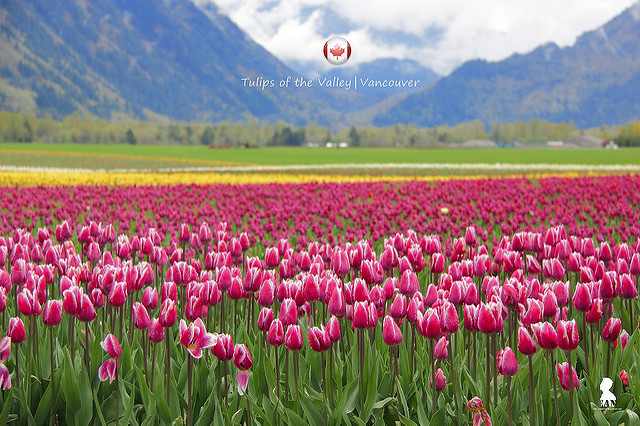 五月的溫哥華很荷蘭  求見菲沙河谷的鬱金香大地花毯