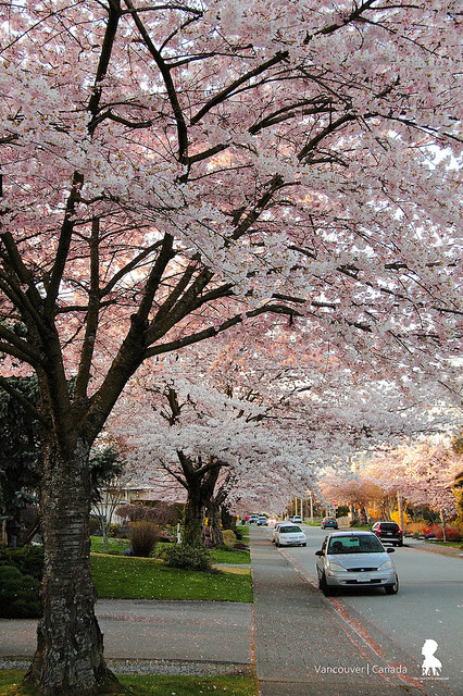 溫哥華一樹樹的花開  美哉人間四月天