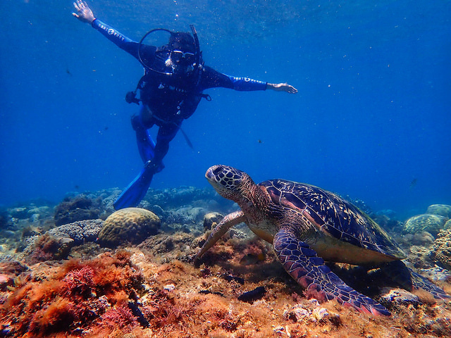 海水美如結晶釉  到阿波島看大海龜與傑克魚風暴奇觀