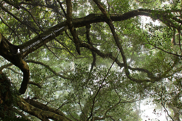 樹會走路的台灣阿凡達聖地：台東鸞山森林博物館